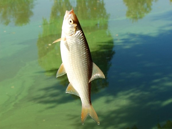 Изображение Фото: Яншевского Андрея.