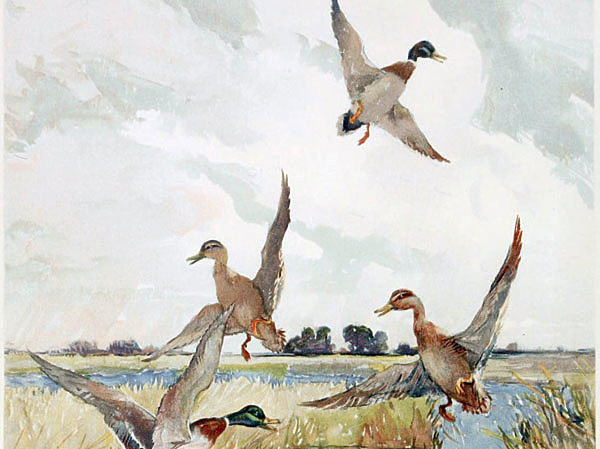 Изображение ИЛЛЮСТРАЦИЯ BIODIVLIBRARY/FLICKR.COM (CC BY 2.0)
