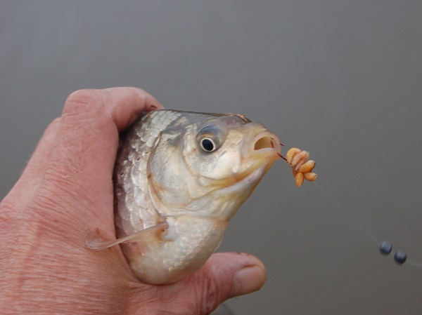 Изображение Фото: Яншевского Андрея. 