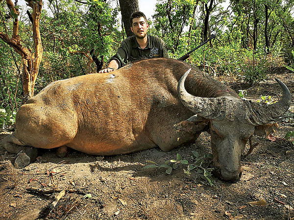 Изображение Превосходный трофей западного буйвола. Фото автора.
