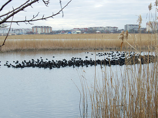 Изображение Лысухи в Анапских плавнях. Фото автора.