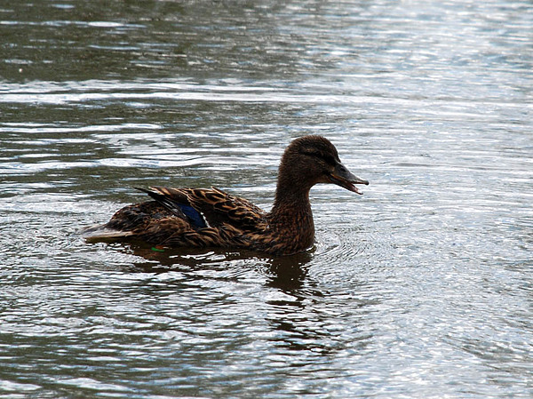 Изображение фото: Романа Матюхина 