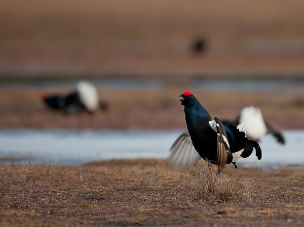 Изображение фото автора