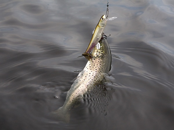 Изображение Кумжа озера Пя. Фото: Евгений Кузнецов.