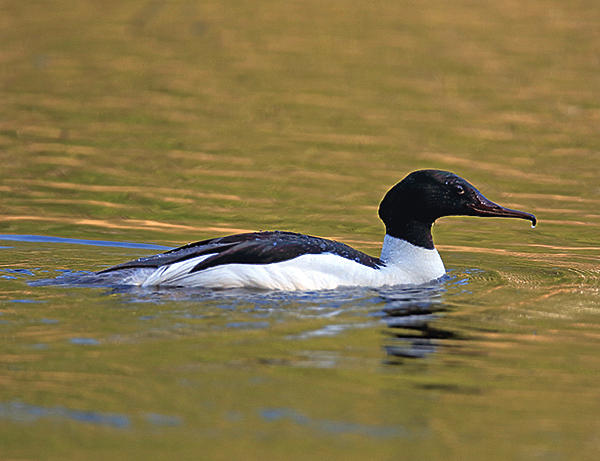 Изображение Большой крохаль 
