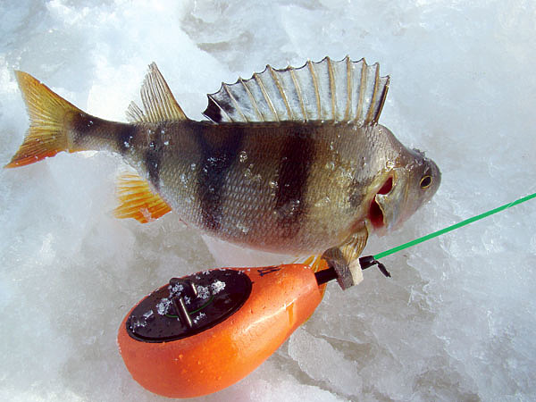 Изображение Зимняя удочка «балалайка» очень удобна для ходовой рыбалки и для ловли на «игру». Фото: Линника Николая. 