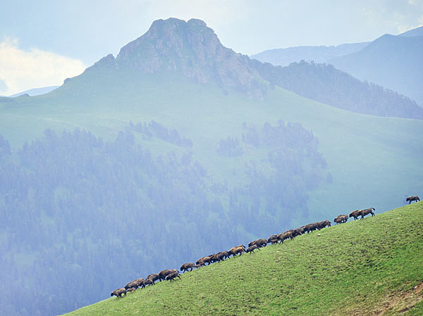 Изображение Зубры на отроге горы Алоус. а заднем плане гора Ахцархва. Фото Сергей Трепет.