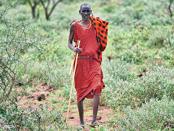 Изображение Несмотря на репутацию свирепых воинов, масаи в основном занимаются мирным скотоводством. Они свято верят, что бог дождя Нгаи дал весь скот их народу, поэтому все, кто также владеет скотом, когда-то украли его у них. Это не раз приводило к серьезным конфликтам с другими племенами. Хижины масаев построены из высушенного навоза, а питье коровьей крови является частью их священных ритуалов. Фото автора.