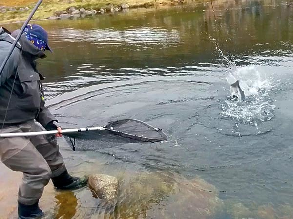 Изображение Семга сражается до последнего, перед тем как окажется в подсачеке. Фото: Геннадий Шеляг. 