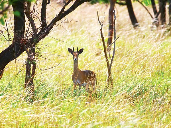 Изображение Антилопам в саванне всегда приходится держать ушки на макушке. Фото автора.