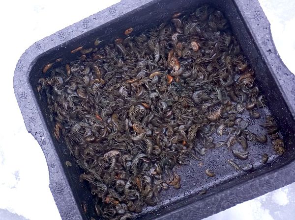 Изображение Хранят его как мотыля во влажной тряпочке в коробочке из бересты или пенопласта, как правило в прохладном месте. Фото: Евгений Кузнецов. 