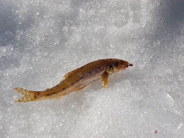Изображение Фото: Андрей Яншевский. 