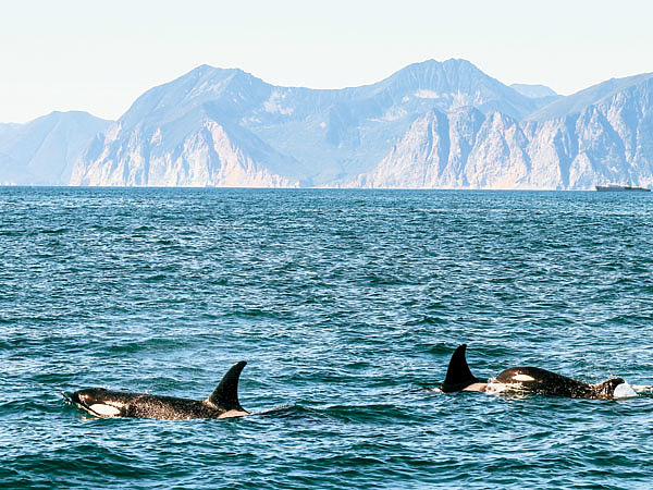 Изображение Могучие косатки около устьев рек ожидают подхода косяков лосося. Фото: Климовой Маруси.