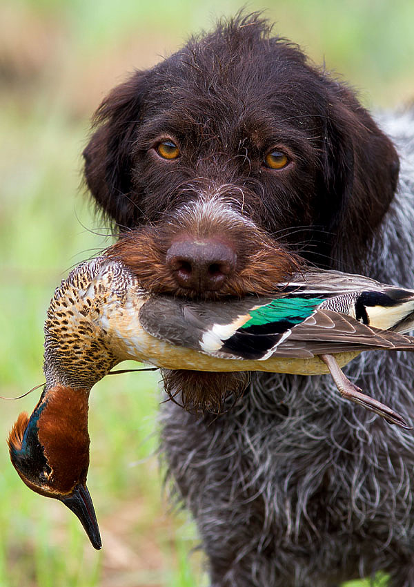 Изображение ФОТО:  SHUTTERSTOCK