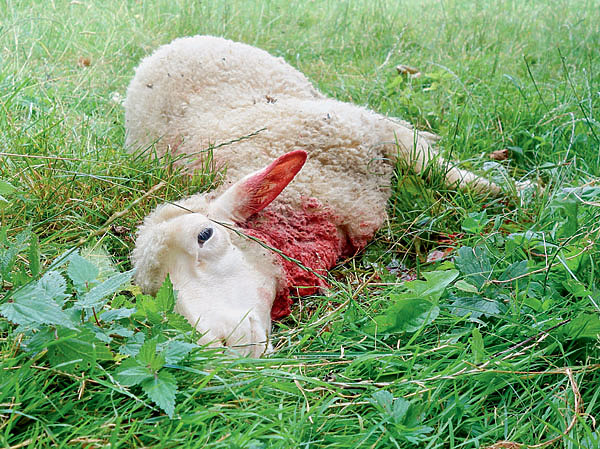 Изображение До чего обнаглел серый! Зарезал и сожрал барана чуть ли не во дворе! ФОТО SHUTTERSTOCK