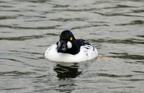 Изображение Фото с сайта www.toropets.net