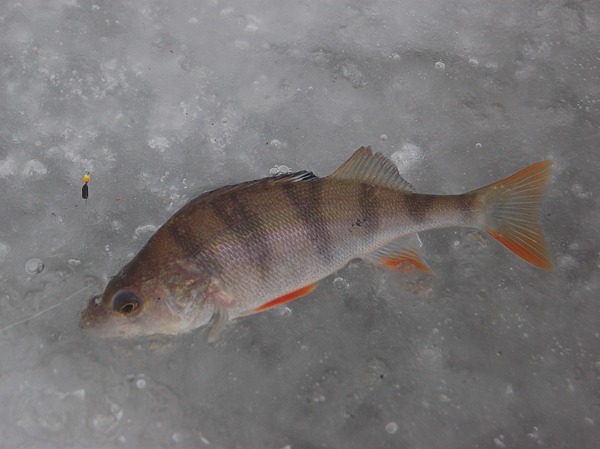 Изображение Фото: Яншевского Андрея. 