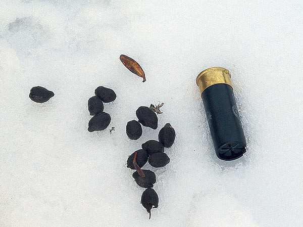 Изображение Помет снежного барана. Фото автора. 