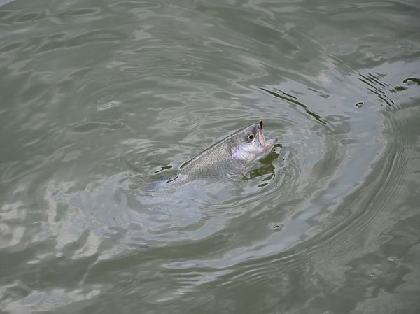 Изображение Размер крючка на мушке в сравнении с пастью рыбы очень маленький, но именно на такой размер мушки порой реагирует уверенно форель. Фото: Геннадий Шеляг. 