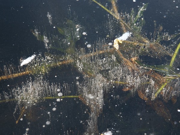 Изображение Лед встал настолько быстро, что воздух из листьев не успел выйти. Фото: Андрей Яншевский. 