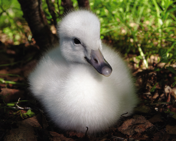 Изображение Вот из таких маленьких «гадких утят» вырастают прекрасные лебеди. 