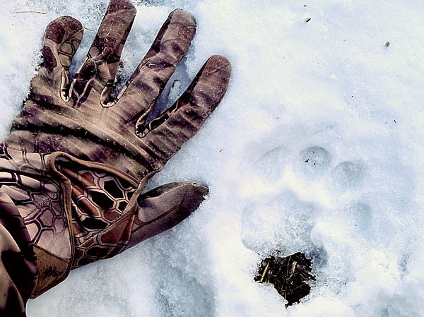 Изображение Мой  конкурент — снежный барс, неуловимый призрак гор. Фото автора. 