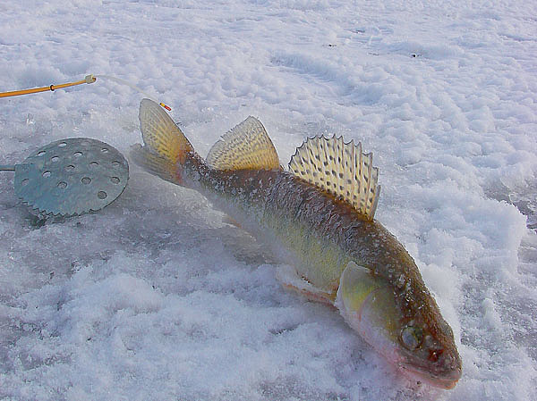 Изображение Фото: Сергей Смирнов.