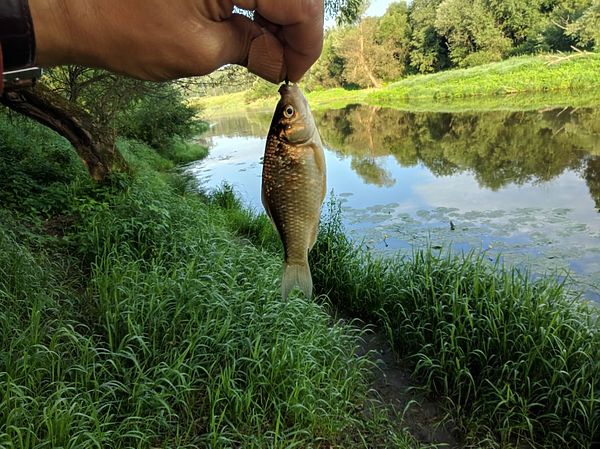 Изображение На мормышку на реке. Фото: Алексей Трембицкий.