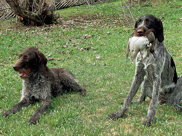 Изображение Дратхаары — универсальные легавые собаки, незаменимые помощники при поиске и подаче битой дичи. Фото автора.