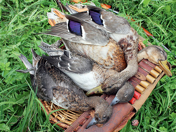 Изображение В 70–80-х годах ХХ века утиная охота в этих краях была весьма добычлива, при этом норм добычи еще
не было.
В единственный выходной старались «отыграться»
за весь сезон. ФОТО ДМИТРИЯ ВАСИЛЬЕВА