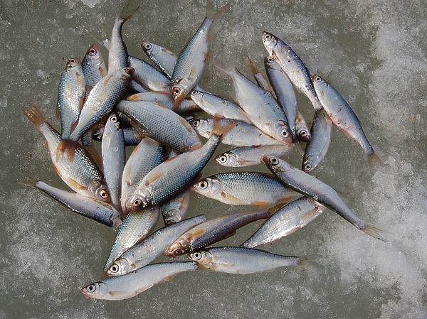 Изображение Фото: Яншевского Андрея.