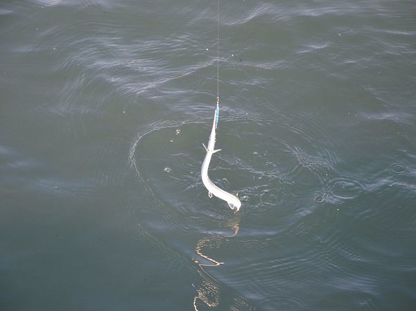 Изображение Очередной трофей на крючке. Фото: Геннадий Шеляг.