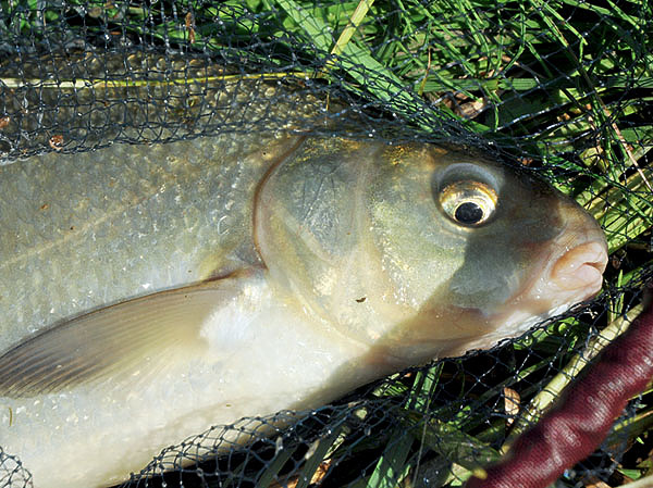 Изображение Летней порой на речные быстрины приходит кормиться крупный лещ. Фото: Николай Линник. 