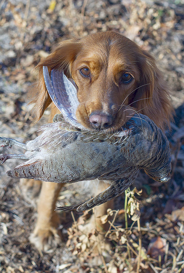Изображение С подружейной собакой охота превращается в удовольствие… Фото автора. 