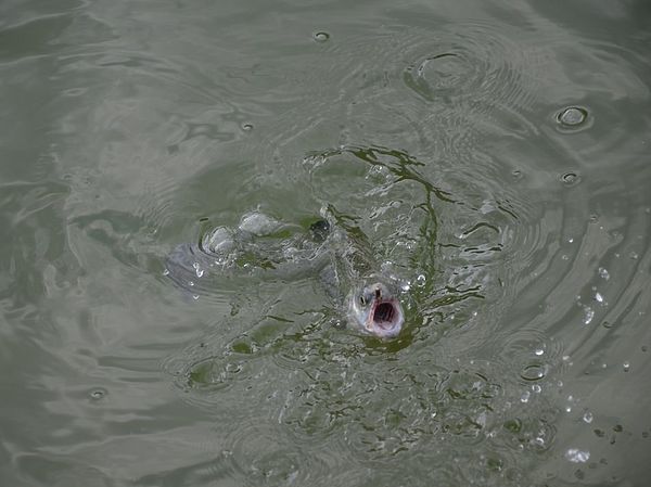 Изображение Радужная форель - настоящий боец при вываживании. Фото: Геннадий Шеляг. 