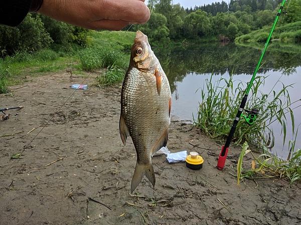 Изображение Долгожданный подлещик. Фото: Трембицкого Алексея. 