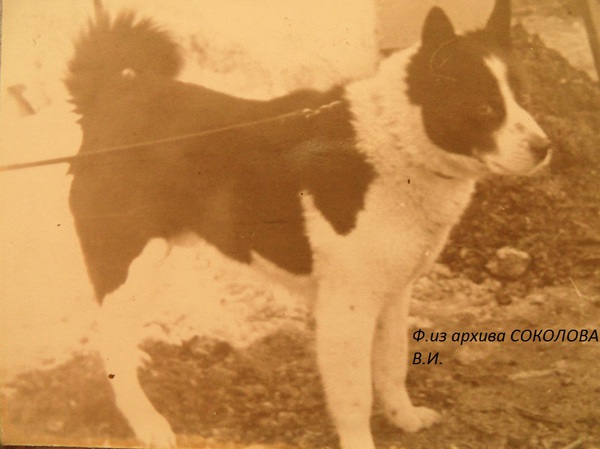 Изображение Жулик 2 р.68 от Дика 1271 и Неры Алексеева.Вл. Алексеев В.И.