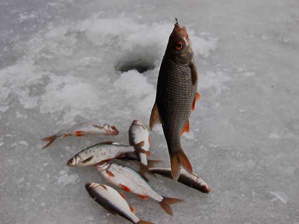 Изображение Фото: Андрей Яншевский.