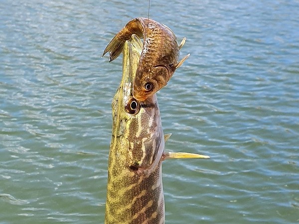 Изображение После каждой поклевки живец приходит в нерабочее состояние и его нужно заменять. Фото: Геннадий Шеляг.