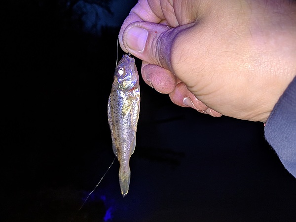 Изображение Ерш в синем цвете. Фото: Трембицкого Алексея.