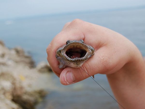 Изображение Фото: Яншевского Андрея.
