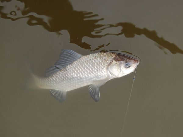 Изображение Фото: Яншевского Андрея.