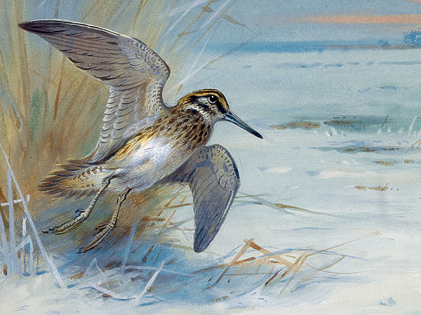 Изображение ИЛЛЮСТРАЦИЯ АРЧИБАЛЬДА ТОРБУРНА 