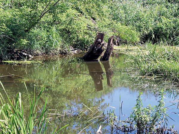 Изображение Окна чистой воды среди коряг и водорослей — наиболее перспективные места для охоты за речной щукой. Фото: Николай Лебедев.
