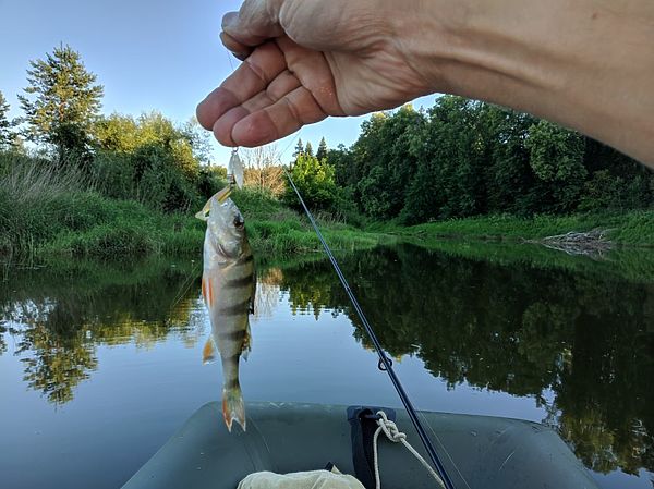 Изображение Окунек, окунечек. Фото: Трембицкого Алексея.