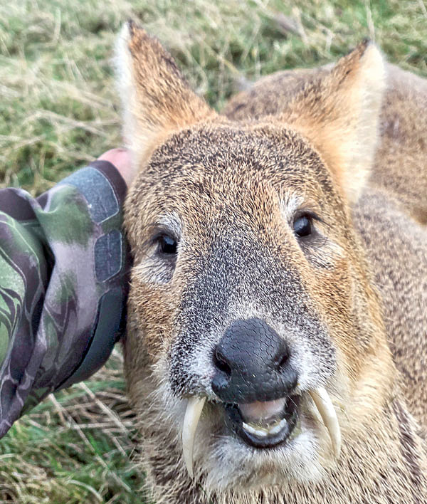 Изображение Китайский водяной олень. Ну разве не красавец? Фото: Эрих Мюллер