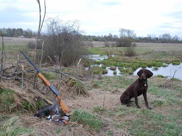 Изображение У скрадка. Фото: Сёмина Михаила