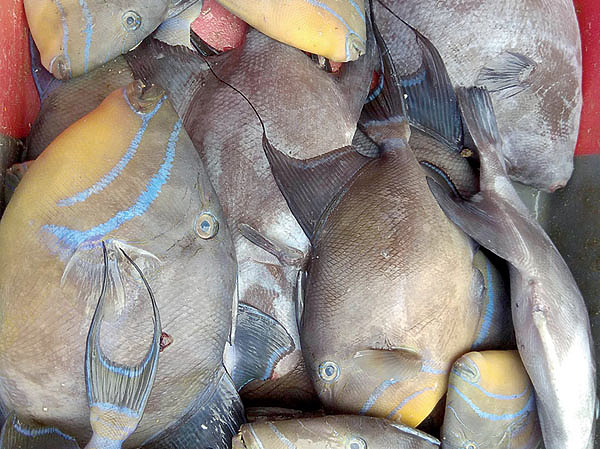 Изображение Морская рыба обычно отличается причудливой формой и расцветкой. Фото: Алексей Горяйнов.