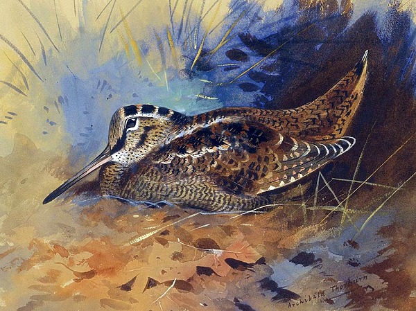 Изображение Работа Арчибальда Торнбурна