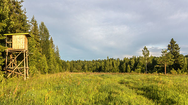 Изображение Здешние костромские места довольно уедененные и заброшенные, чего не скажешь  об охотугодьях. Фото:  SHUTTERSTOCK